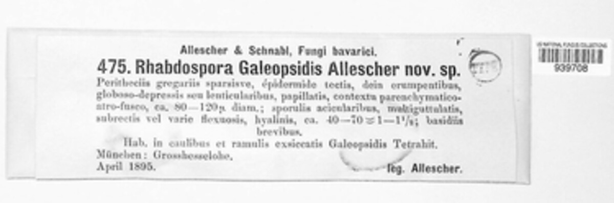 Rhabdospora galeopsidis image